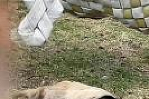 丫丫回国将实现吃喝自由 还会与萌兰做邻居