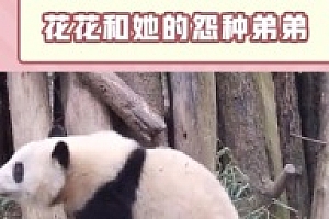 花花和它的冤种弟弟 憨姐姐与熊弟弟“弟弟”犯贱果然不分物种