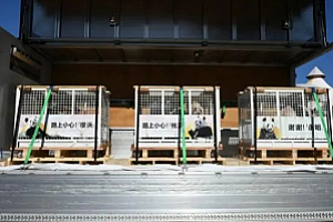 大熊猫为何近期扎堆回国?多数因到期正常归还 回来了咋安家?