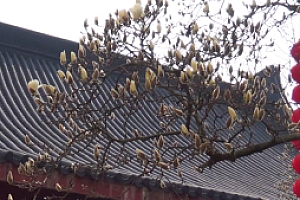 杭州法喜寺500岁玉兰盛放 花期只有10天 抓紧观赏