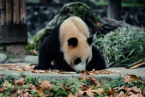 国货蜂花欲认养大熊猫丫丫 网友表示:为丫丫而来