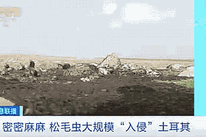 地震后松毛虫大规模入侵土耳其 屋外的石头上也到处都是
