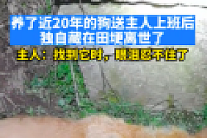 狗送人上班后藏田埂去世 狗狗远离主人死亡是在保护主人吧