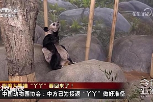 丫丫食欲良好即将回国 网友:丫丫一定要挺住