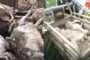 4条狼青犬咬死数十只羊:打死两只,正在寻找狗主人!