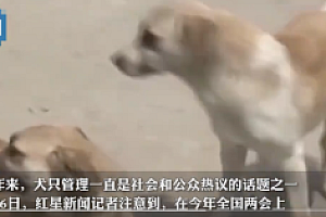 代表谈犬只伤人刑责  法律需进一步完善 遇具体情况再分析