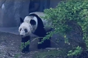华人看望丫丫用四川话喊好好吃饭 网友:丫丫听懂的瞬间真的会泪目