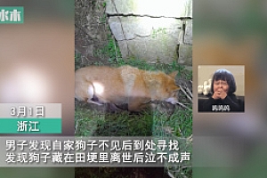 狗送主人上班后孤独离世,主人:这只狗养了19年了