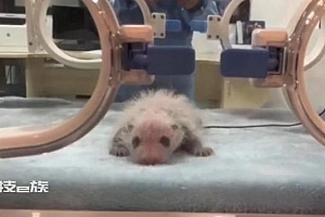 花花太火保安无奈“劝退” 网友:你们的爱就不能雨露均沾吗