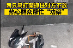 小鸟路边打架死死锁住对方 网友:招式都一样,师承同门