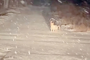 狗狗冒大雪等待主人回家:心情瞬间不一样了,心里有了光!