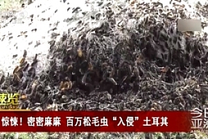 地震后松毛虫大规模入侵土耳其 密密麻麻,场面惊悚!