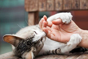 男子撸猫后淋巴结肿大高烧不退 送医确诊:猫抓病