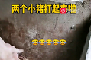 小猪打架被猪妈妈一秒制服 网友:要是没有监控,这得拍10集走近科学