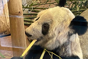 大熊猫丫丫现状受关注 网友纷纷呼吁尽早接回