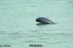 网友疑似拍到怀孕江豚,专家:江豚怀孕周期比人类还长