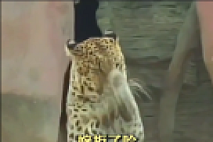 动物园拜金钱豹得到回拜 这是招财豹是吗?