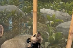 认养大熊猫1年10万终身100万 蜂花:这事让我来
