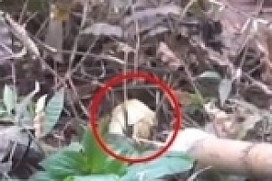 游客给花花投喂甘蔗保安捡出 成都大熊猫基地回应