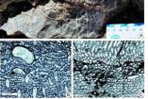 中国藏北高原腹地现3.9亿年前丘状生物点礁