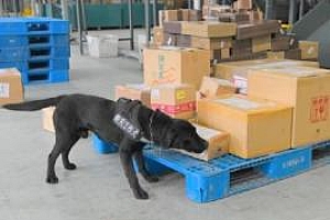工作犬嗅出6只活体甲虫 工作犬:还点靠我