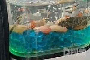 司机出租车内放鱼缸养鱼 网友好奇:“鱼会晕车不”
