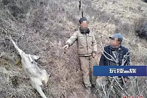 青海玛沁:五人非法猎捕国家重点保护野生动物马麝被抓