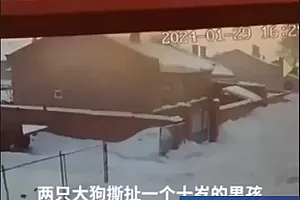 40多处撕咬伤!10岁男孩被两只恶犬攻击仍未脱离生命危险