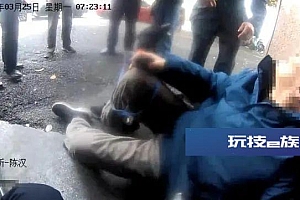 杭州“神犬小七”,立大功了!