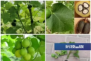 致1人死亡!海南疾控提醒:这些植物有毒