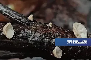 杭州一地发现新物种!网友:太萌了