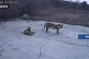 吉林延边四只东北虎在鱼塘旁游荡,当地:已通知村民注意