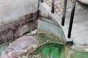 沈阳森林动物园回应河马馆水池发绿:有定期换水,河马本身排泄物较多