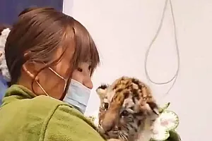 95后女生回应带薪撸小老虎:当保育员累并幸福