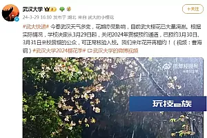 武汉大学关闭赏樱预约通道 校内樱花已大量凋谢