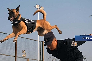 身怀绝技智勇双全,带你探秘缉毒犬养成