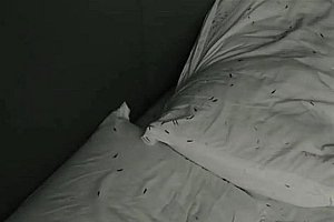 男子住宾馆半夜发现满床虫,老板:开店8年第一次遇到,已退房费