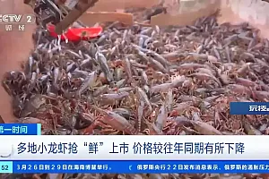 多地小龙虾抢“鲜”上市,价格便宜了!