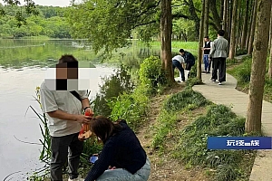 杭州西湖有人组团往水里放生甲鱼等外来物种?景区管委会:属实,他们避开了监控