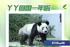 “胖若两熊”!丫丫回国一年啦