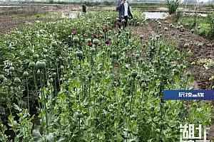 花甲老人种植罂粟1300株!原因让人无言以对……