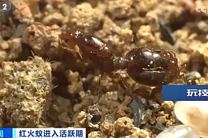 小心!被叮后或致死亡!“地表最强入侵害虫”,又来了!