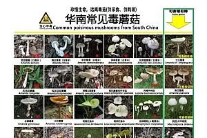 别吃!有毒!这种东西进入“疯长季”,华南地区最常见!