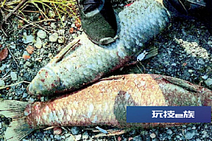 门票4000元,百人同时垂钓?6人因“竞钓标鱼”开设赌场获刑