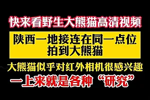 爱“研究”镜头,秦岭同一地点多次拍到多只野生大熊猫