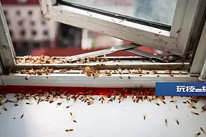 “白蚁季”来临,看得人头皮发麻!上海近期大规模爆发,但这么做可能扩大危害
