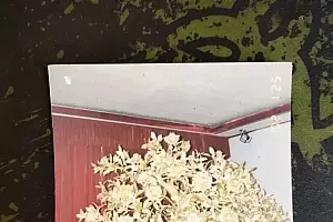 4棵金茶花价值上亿,在银行离奇失踪!女企业家追讨十多年无果,云南多方回应