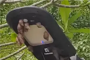 雨后看到这种“入侵物种”千万别碰,很危险!