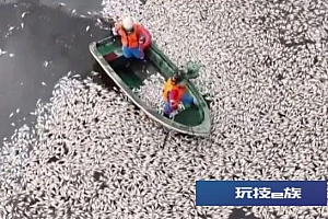 海口红城湖出现大量死鱼!原因是这个