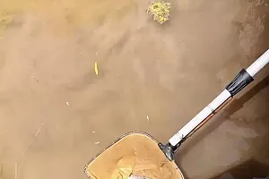 深圳一小区景观池疑被投毒,惊现大量死鱼!警方已介入调查